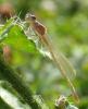 Ischnura elegans